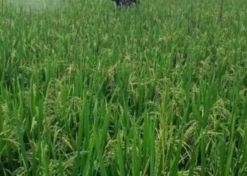 Jaga Produktivitas Pertanian, Babinsa Koramil 06/Perdagangan Dampingi Petani Lakukan Penyemprotan Hama
