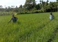 TNI di Babahrot Konstan Dorong Petani Tingkatkan Produksi Padi