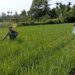 Ini yang Dilakukan Babinsa di Babahrot Pertahankan Produksi Padi