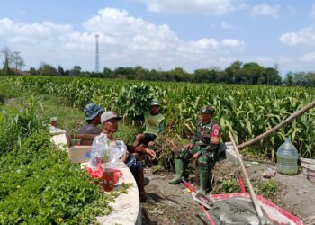 Dukung Ketahanan Pangan, Serka Anton Ady Gelar Komsos Persiapan Panen Jagung Bersama Poktan Rahayu