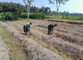 Dukung Ketahanan Pangan, Sertu Harianto Dampingi Petani Penyiapan Lahan Sawah Di Desa Ngoran