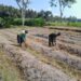 Dukung Ketahanan Pangan, Sertu Harianto Dampingi Petani Penyiapan Lahan Sawah Di Desa Ngoran