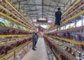 Babinsa Koramil 14 / PB Komsos memberikan semangat Dan motivasi Dengan Peternak Telur Ayam Di Wilayah Binaan