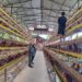 Babinsa Koramil 14 / PB Komsos memberikan semangat Dan motivasi Dengan Peternak Telur Ayam Di Wilayah Binaan