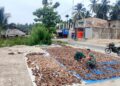 Babinsa Koramil 02/Sungai Limau Komsos Dengan Pelaku UMKM, Dukung Usaha Pengembangan Usaha Kelapa Kopra Di Wilayah Binaan