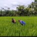 Di Tengah Padi yang Rimbun, Babinsa Ikut Cabut Gulma Bersama Petani
