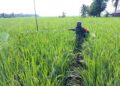 Sokong Ketahanan Pangan Nasional, Koramil 02/TL Pendampingan Petani di Kuala Bangka