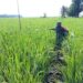 Sokong Ketahanan Pangan Nasional, Koramil 02/TL Pendampingan Petani di Kuala Bangka