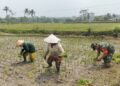 Dukung Ketahanan Pangan, Serka Abdul Salam Turun ke Sawah Bantu Petani Tanam Padi Di Ngadirenggo