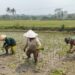Dukung Ketahanan Pangan, Serka Abdul Salam Turun ke Sawah Bantu Petani Tanam Padi Di Ngadirenggo