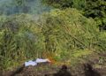 JELANG HUT KE-81 RI, BNN JAGA BANGSA DARI NARKOTIKA DENGAN MEMUSNAHKAN 12 HEKTARE LAHAN GANJA