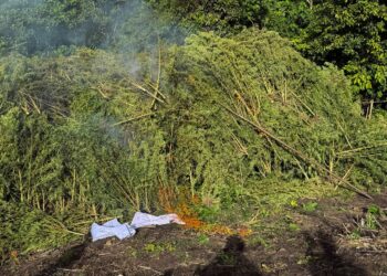 JELANG HUT KE-81 RI, BNN JAGA BANGSA DARI NARKOTIKA DENGAN MEMUSNAHKAN 12 HEKTARE LAHAN GANJA