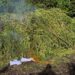 JELANG HUT KE-81 RI, BNN JAGA BANGSA DARI NARKOTIKA DENGAN MEMUSNAHKAN 12 HEKTARE LAHAN GANJA