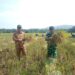 Aksi Nyata Ketahanan Pangan, Babinsa Koramil 01/AK Bahu-Membahu Panen Padi di Labura
