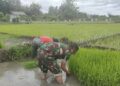 Babinsa Desa Kedungwilut Dampingi Petani Ndaut, Dukung Penguatan Ketahanan Pangan