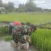 Babinsa Desa Kedungwilut Dampingi Petani Ndaut, Dukung Penguatan Ketahanan Pangan