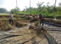 Wujudkan Swasembada Pangan, Babinsa Koramil 0808/11 Binangun Dampingi Petani Panen Padi Di Desa Sambigede