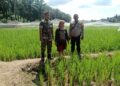 Kawal Swasembada Pangan, Babinsa Koramil 01/AK Turun ke Sawah Pantau Persawahan Warga Bandar Lama
