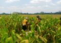 Wujud Nyata Dukungan Hanpangan, Babinsa Kanigoro Turun Ke Sawah Bantu Petani Panen Jagung