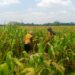 Wujud Nyata Dukungan Hanpangan, Babinsa Kanigoro Turun Ke Sawah Bantu Petani Panen Jagung