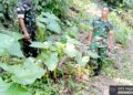 Tak Mau Kecolongan, Danramil 04/Tigalingga Sisir Perkebunan Cegah Karhutla