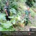 Tak Mau Kecolongan, Danramil 04/Tigalingga Sisir Perkebunan Cegah Karhutla