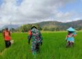 Babinsa Desa Talunkulon Dampingi Petani, Perkuat Ketahanan Pangan Nasional