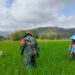 Babinsa Desa Talunkulon Dampingi Petani, Perkuat Ketahanan Pangan Nasional
