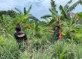 Babinsa Sertu Ade Irfan Ginting Silaturahmi Ke Salah Satu Petani Di Desa Binaan