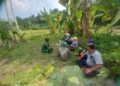 Manfaatkan Waktu Istirahat untuk Bersenda Gurau, Babinsa dan Petani Saling Eratkan Tali Silaturahmi