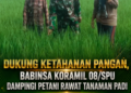 Dukung Ketahanan Pangan, Babinsa Koramil 08/Spu Dampingi Petani Rawat Tanaman Padi