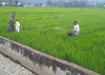 Babinsa di Susoh Turun Sawah Bantu Petani Pemupukan