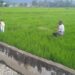 Babinsa di Susoh Turun Sawah Bantu Petani Pemupukan