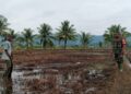 Babinsa di Susoh Dorong Warga Produktifkan Lahan Pangan untuk Sumber Cuan