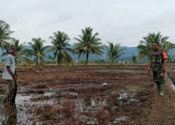 Babinsa di Susoh Dorong Warga Produktifkan Lahan Pangan untuk Sumber Cuan