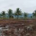 Babinsa di Susoh Dorong Warga Produktifkan Lahan Pangan untuk Sumber Cuan