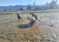 Genjot Produksi Pangan, Babinsa di Susoh Turun Sawah Dampingi Petani Tanam Padi