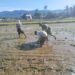 Genjot Produksi Pangan, Babinsa di Susoh Turun Sawah Dampingi Petani Tanam Padi