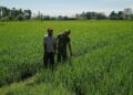 Babinsa di Susoh Dampingi Petani Pantau Perkembangan Padi