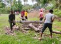 Babinsa Bersama Muspika dan Masyarakat Gotong Royong Persiapkan Lapangan Upacara HUT ke-81 RI