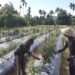 Babinsa Ajak Warga di Susoh Sulap Lahan Tidur Jadi Lahan Produktif