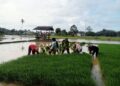 Babinsa Turun ke Sawah, Dampingi Petani Mulai dari Cabut hingga Tanam Bibit Padi