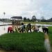 Babinsa Turun ke Sawah, Dampingi Petani Mulai dari Cabut hingga Tanam Bibit Padi