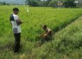 Antisipasi Gagal Panen, Babinsa Koramil Susoh Bersama Keujrun Kontrol Perkembangan Padi Petani