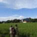 Dukung Ketahanan Pangan, Babinsa Dampingi Petani di Babahrot Cek Tanaman Padi