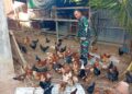 Dorong Ketahanan Pangan, Danramil 09/Nrs Kembangkan Peternakan Ayam Kampung di Nurussalam
