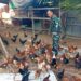 Dorong Ketahanan Pangan, Danramil 09/Nrs Kembangkan Peternakan Ayam Kampung di Nurussalam