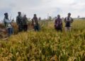 Pastikan Berjalan Optimal, Danramil 21/Madat Dampingi Pengecekan Rehabilitasi Sawah