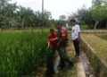 Babinsa Dampingi Petani di Babahrot Cek Kesuburan Padi