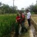 Babinsa Dampingi Petani di Babahrot Cek Kesuburan Padi